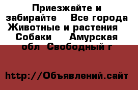 Приезжайте и забирайте. - Все города Животные и растения » Собаки   . Амурская обл.,Свободный г.